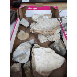 FOSSILE OU PIERRE