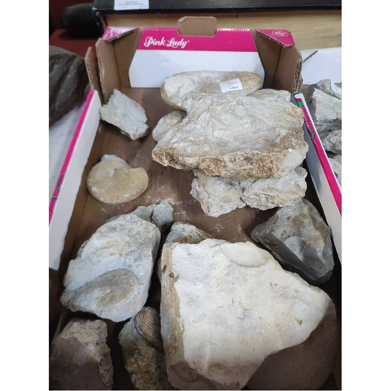 FOSSILE OU PIERRE