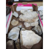 FOSSILE OU PIERRE