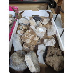 FOSSILE OU PIERRE