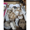 FOSSILE OU PIERRE